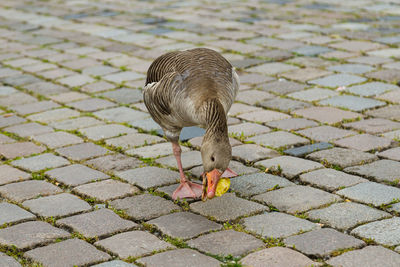 High angle view of a bird on footpath