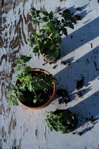 High angle view of plants on table