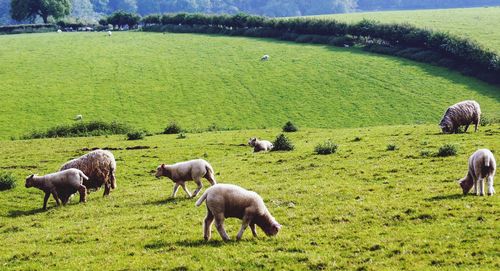 Sheep grazing in a field