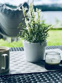 Close-up of potted plant on table