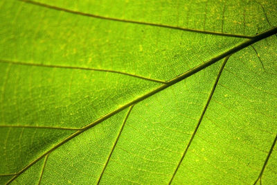 Full frame shot of wet leaf