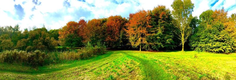 Low angle view of trees against sky