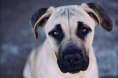 Close-up portrait of dog