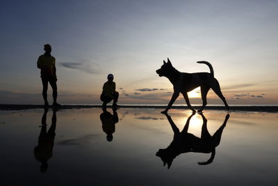 Reflections of siilhouette on the beach during sunset. a dog just happened to walk in on us 
