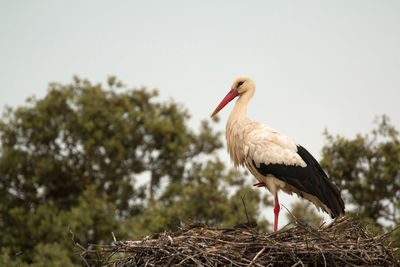 Bird perching on nest against sky