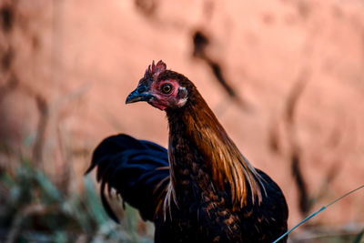 Close-up of a bird