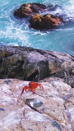 Turtle on rock by sea