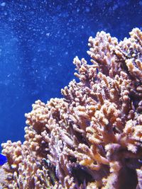 Close-up of coral in sea