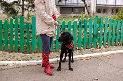 Full length of dog standing on fence