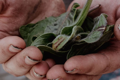 Foraging borage leaves