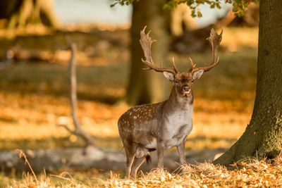 Deer standing on field