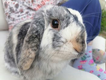 Close-up of a rabbit