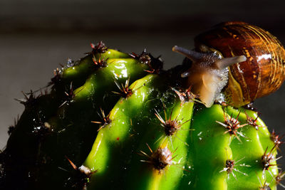 Close-up of snail on cactus against wall