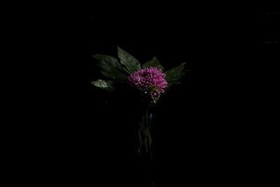 Close-up of purple flowers over black background