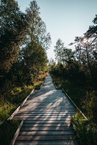 Footpath amidst trees in forest against sky