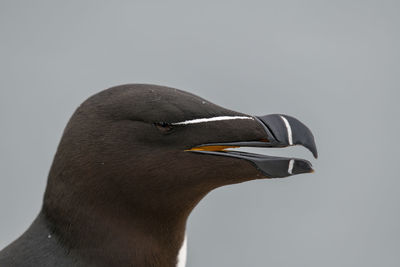 Close-up of a bird over white background