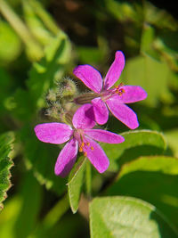 Close-up of pink rose flower