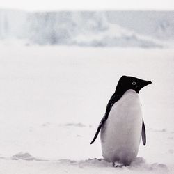 View of a bird on snowy land