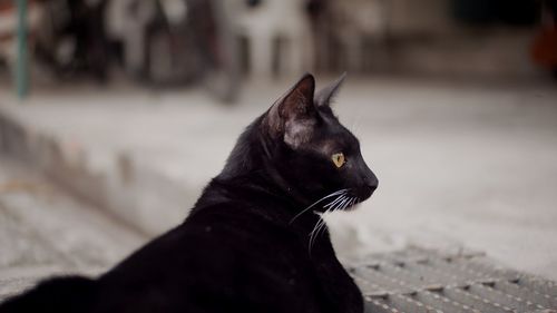 Close-up of a cat looking away