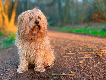 Dog looking away while sitting on land