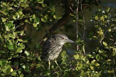 Bird perching on a tree