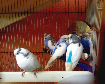 Cat on white background