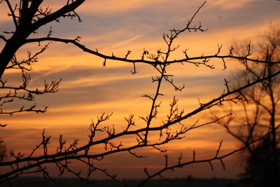 Silhouette branches against sky during sunset