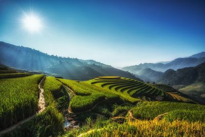 Scenic view of agricultural field against sky