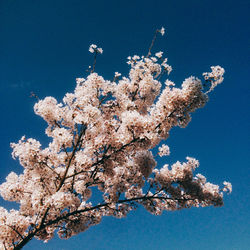 Low angle view of cherry blossom tree against blue sky