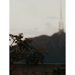 Plants growing on mountain