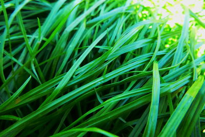 Full frame shot of green grass