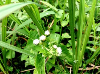 Close-up of insect on plant