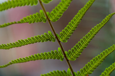 Close-up of fern leaves