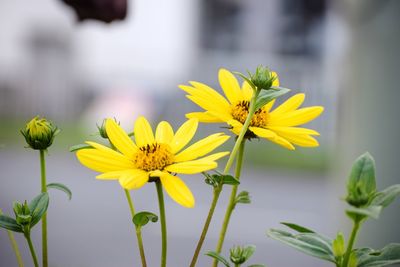 Close-up of yellow flowering plant