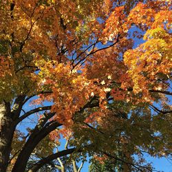 Low angle view of tree