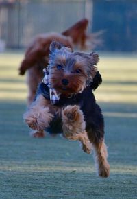 Small dog running in sea