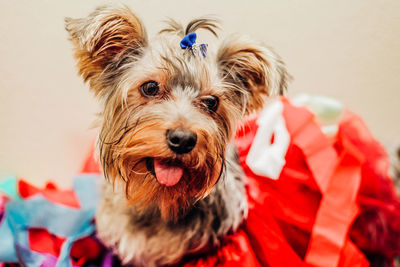 Portrait of yorkshire dog