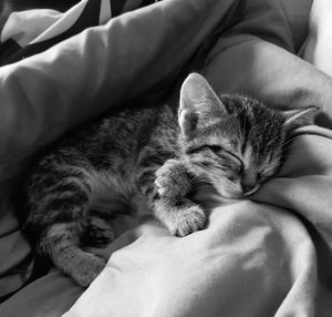 Midsection of cat sleeping on bed