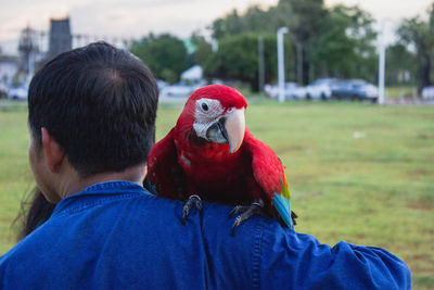 Rear view of man with parrot perching on shoulder