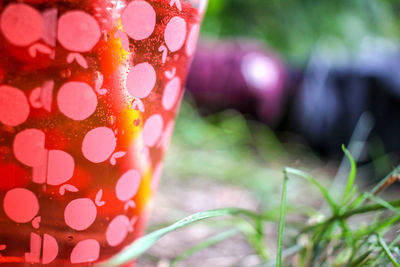 Close-up of drink on plant