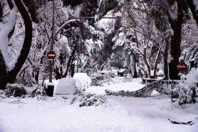 Trees on snow covered field