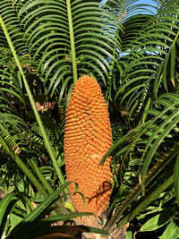 Close-up of palm tree