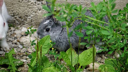 Close-up of squirrel