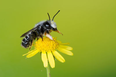 Close-up of insect on yellow flower