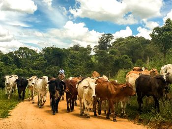 View of cows grazing