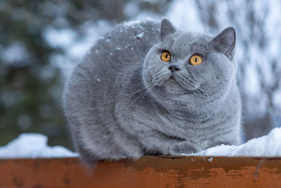 A gray british cat sits on the railing of a country house outdoors in frosty winter