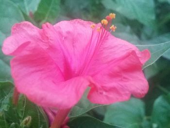 Close-up of pink hibiscus blooming outdoors