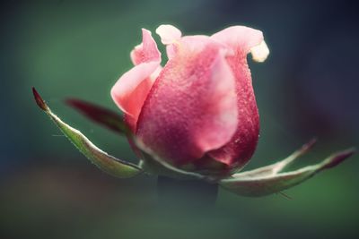 Close-up of pink rose bud