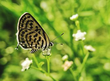 Close-up of butterfly pollinating on flower