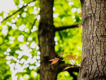 Close-up of leaves on tree trunk